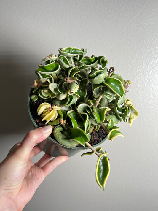 6" Hoya Compacta Outer Variegated (Hindu Rope)