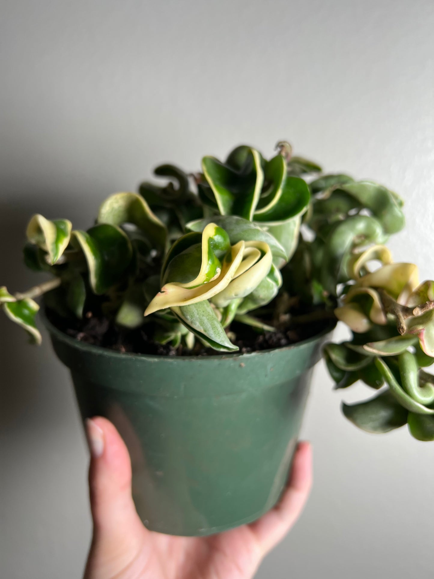 6" Hoya Compacta Outer Variegated (Hindu Rope)