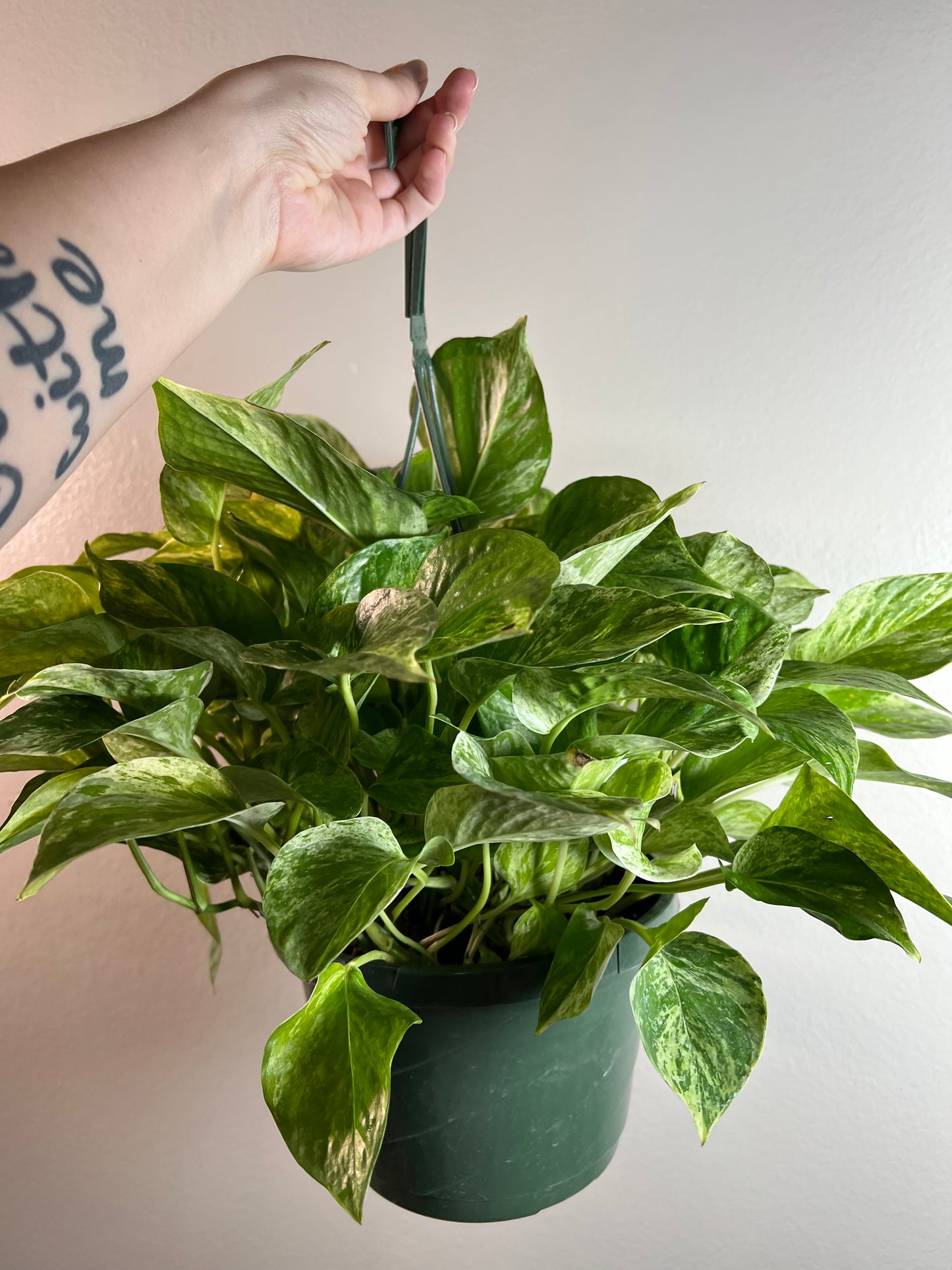 8” Epipremnum Marble Queen (Pothos) Hanging Basket