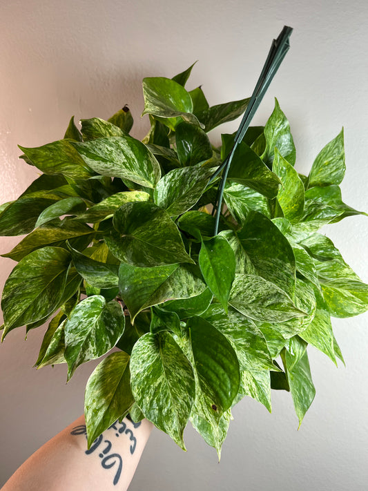 8” Epipremnum Marble Queen (Pothos) Hanging Basket