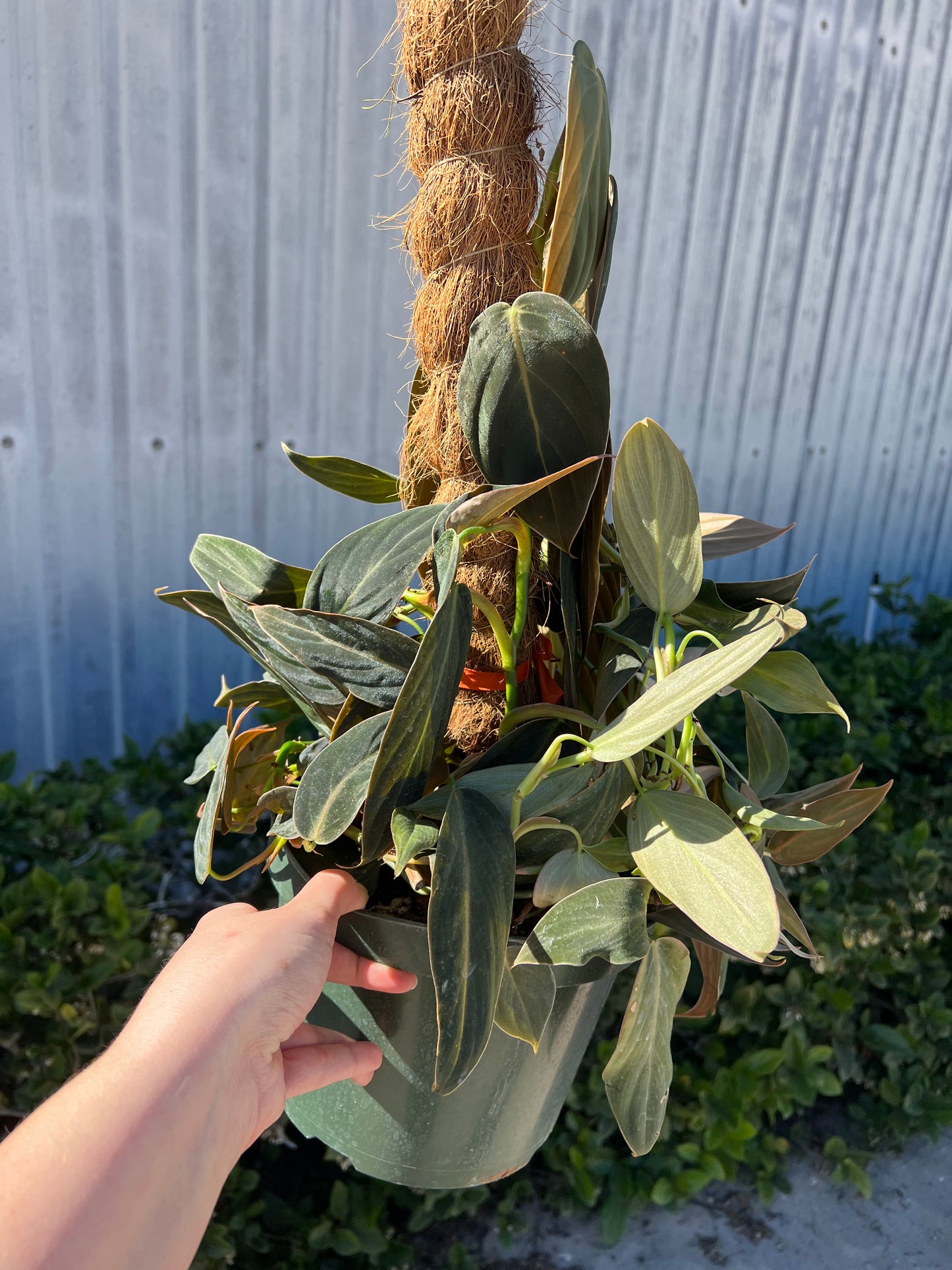 8” Philodendron Gigas Pole