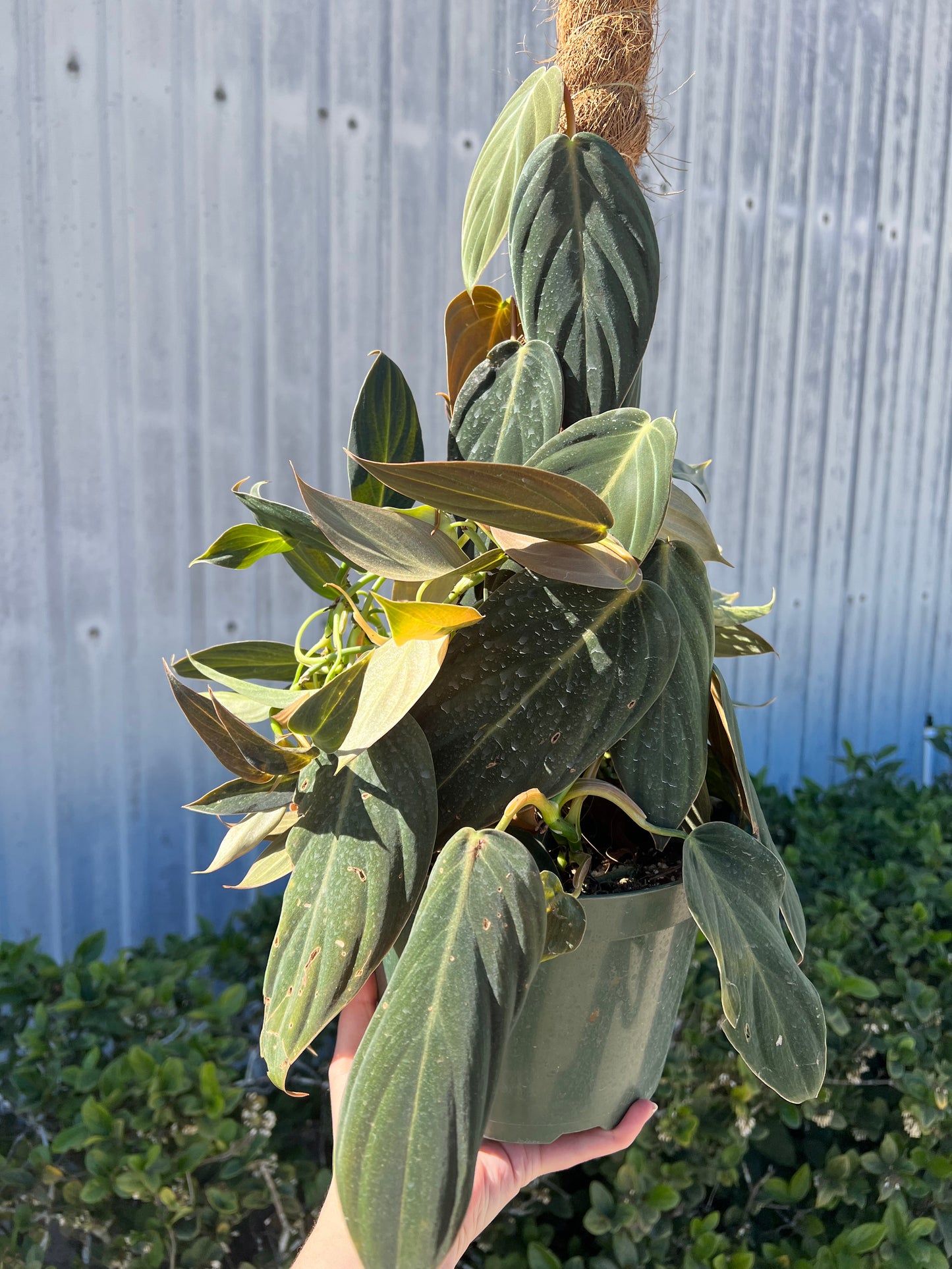 8” Philodendron Gigas Pole