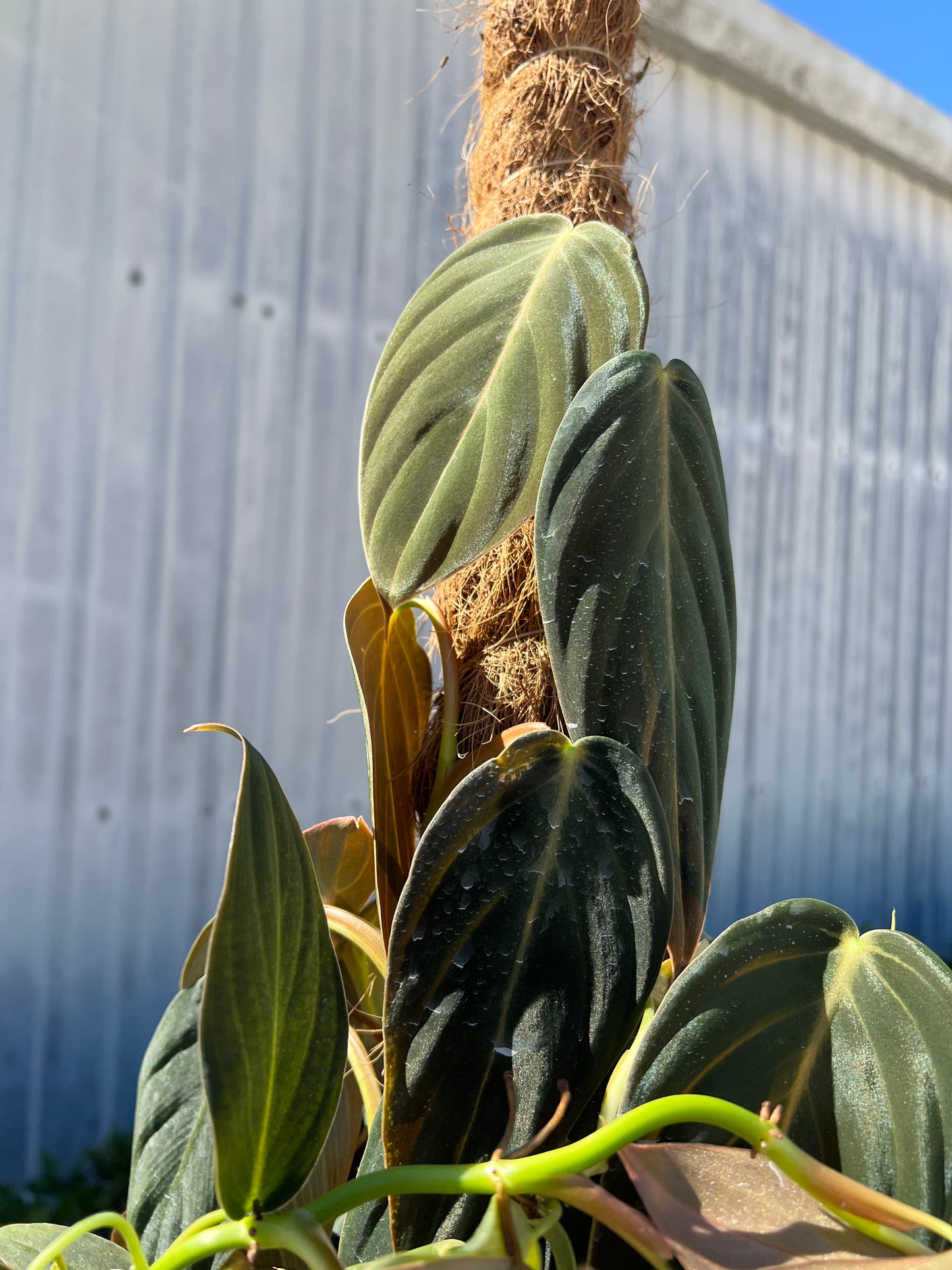 8” Philodendron Gigas Pole