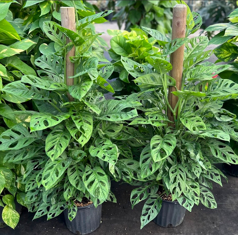 8" Monstera Adansonii (Double Window) Totem