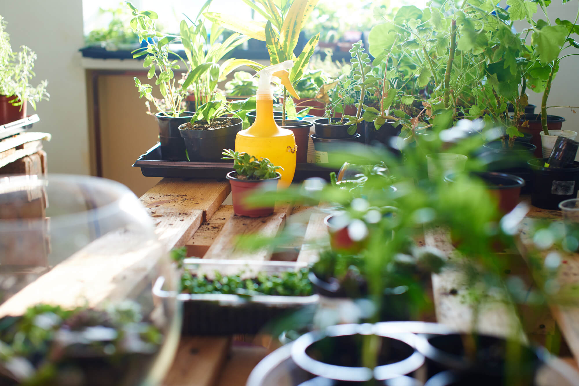 Buy Rare Houseplants Online Good Plantkeeping