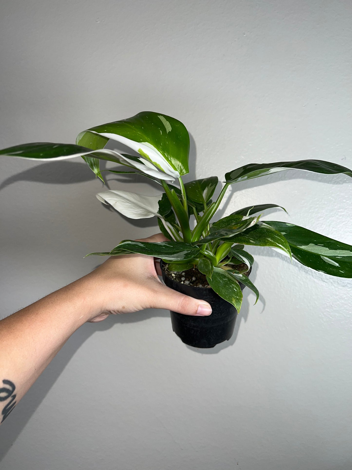 4" Philodendron White Wizard