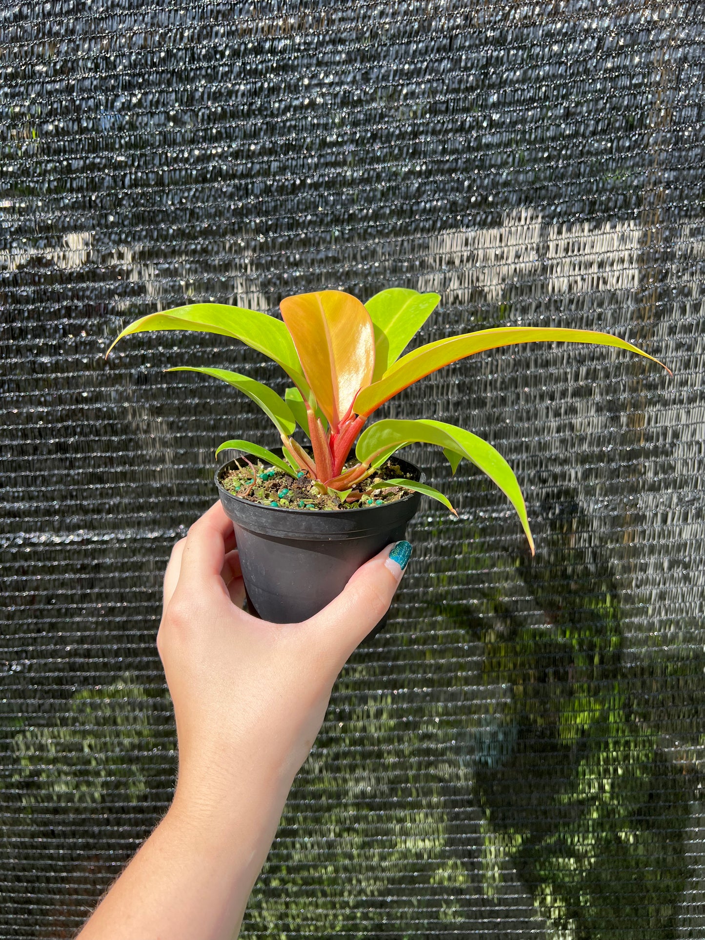 Hand holding a very full prince of orange in a 4 inch pot 