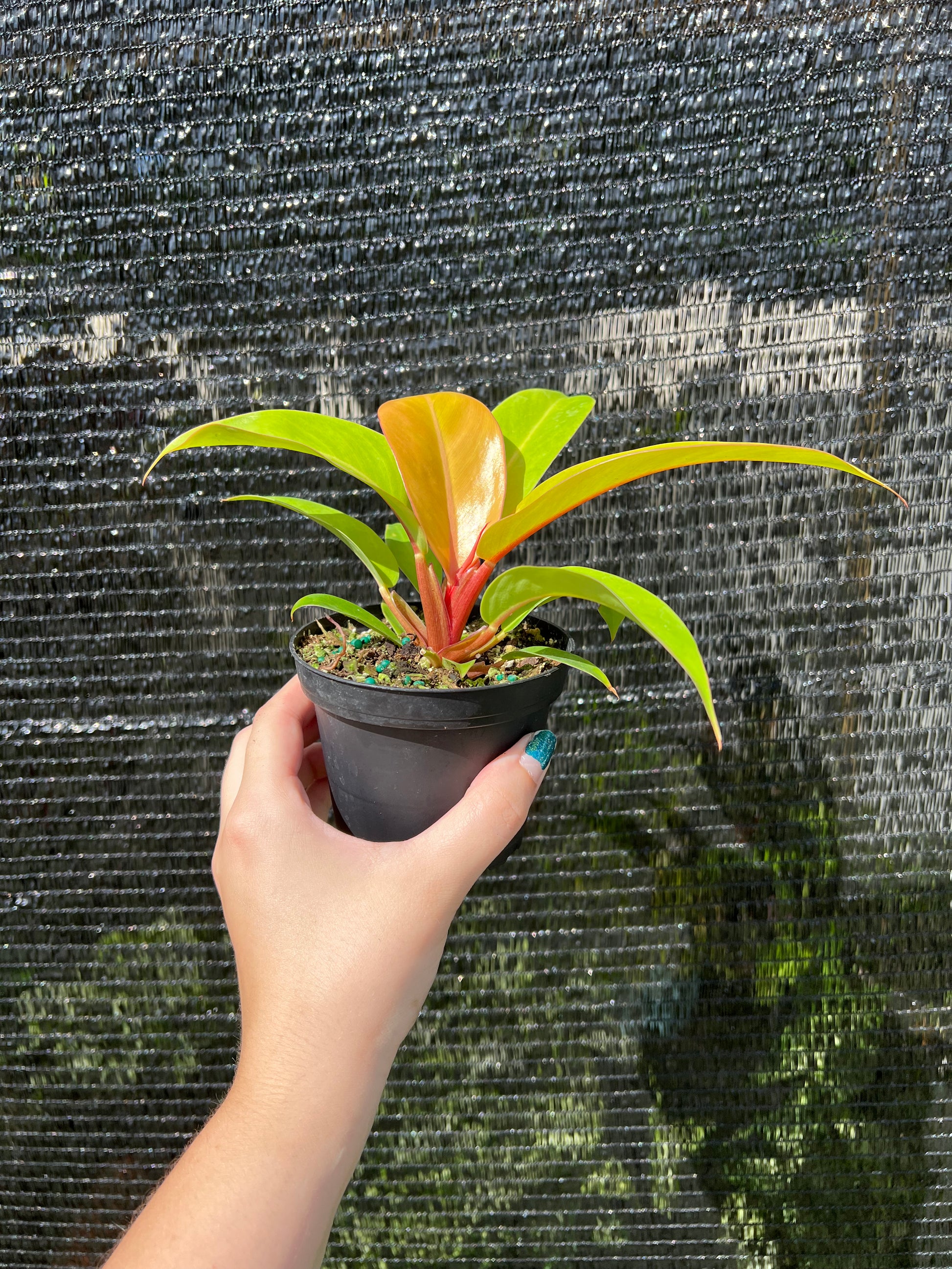 Hand holding a very full prince of orange in a 4 inch pot 