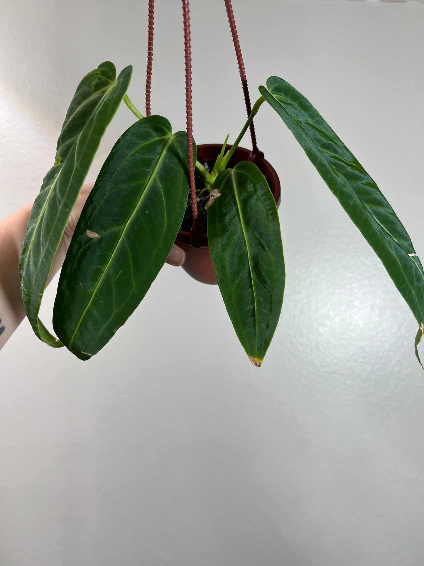 4” Anthurium Warocqueanum