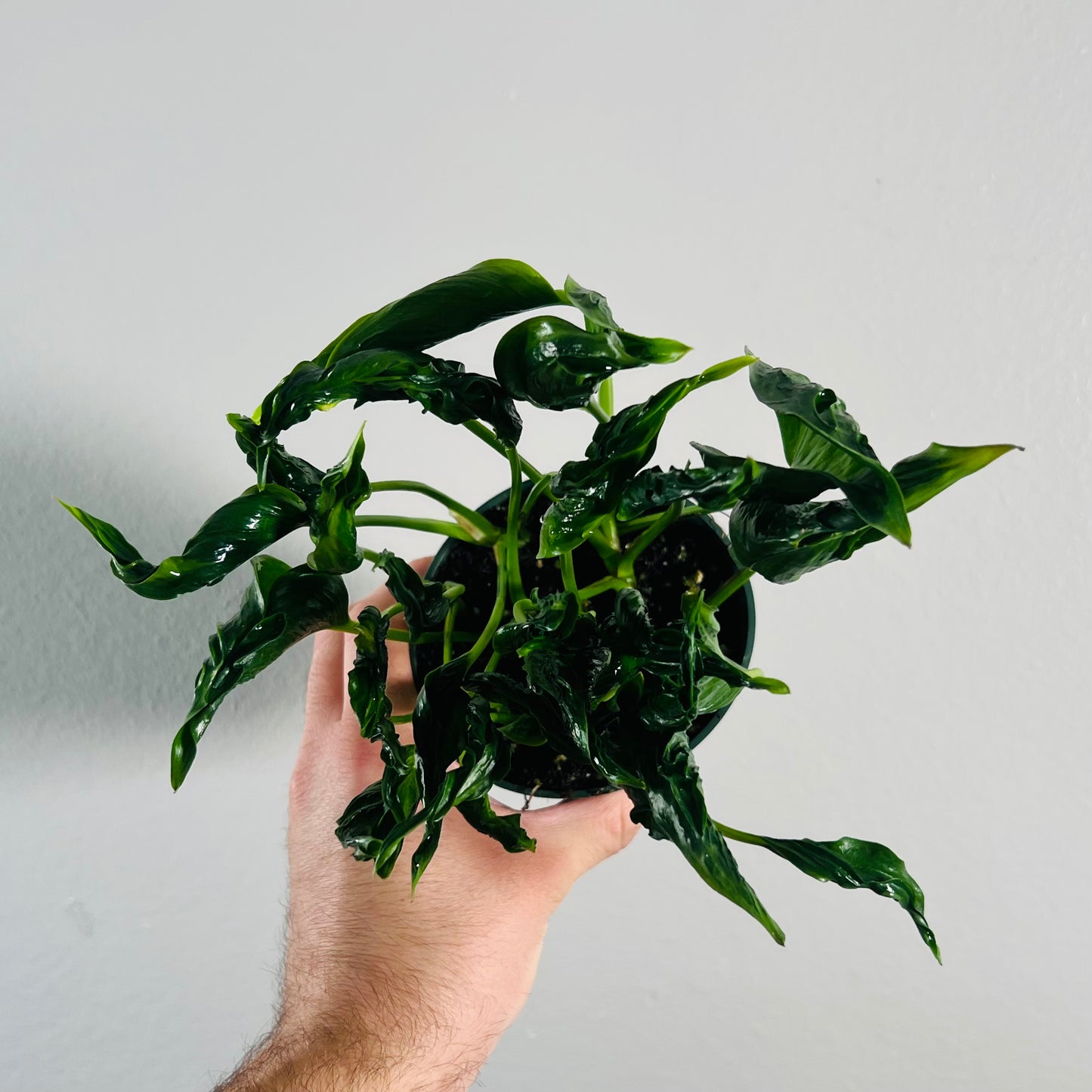 4" Shangri La Pothos