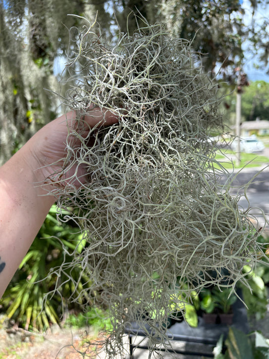 2 Gallon Bag of Spanish Moss