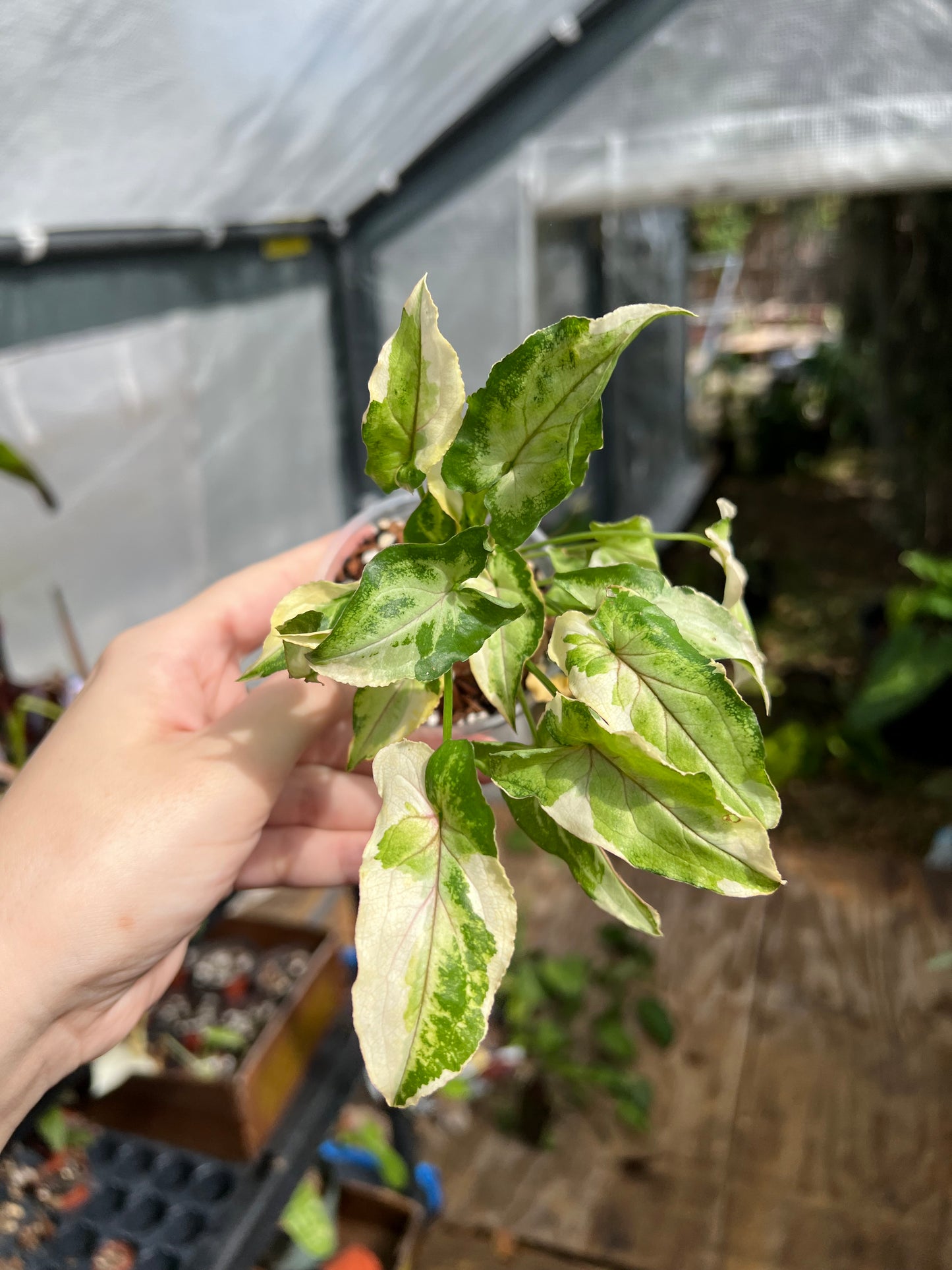 3” Syngonium White Princess