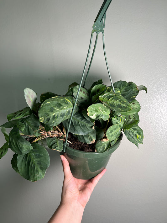 8” Variegated Maranta Hanging Basket